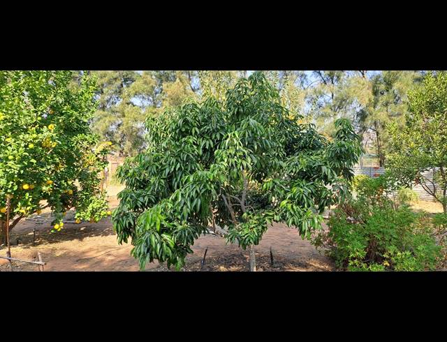 4.60HA SMALLHOLDING FOR SALE IN MODDERFONTEIN AH